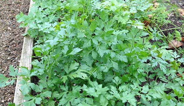 The leaves of parsley root