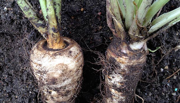 How to tell the difference between parsnip and parsley root