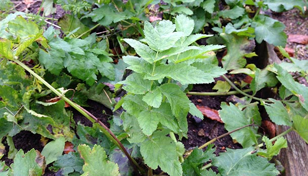 The leaves of parsnip